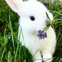 Аватарка cherri