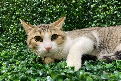 В Новосибирске пристраивают трусливого кота Рычала