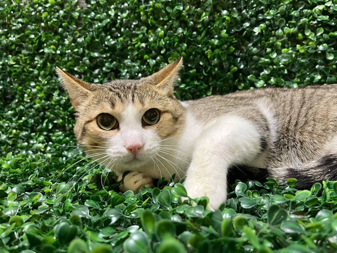 Кот пока не доверяет людям, но агрессию не проявляет. Волонтеры работают над его социализацией | Источник: «Наследие Бастет» / Vk.com