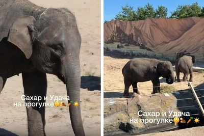 Слонята из Лаоса осваиваются в Казанском зоопарке
