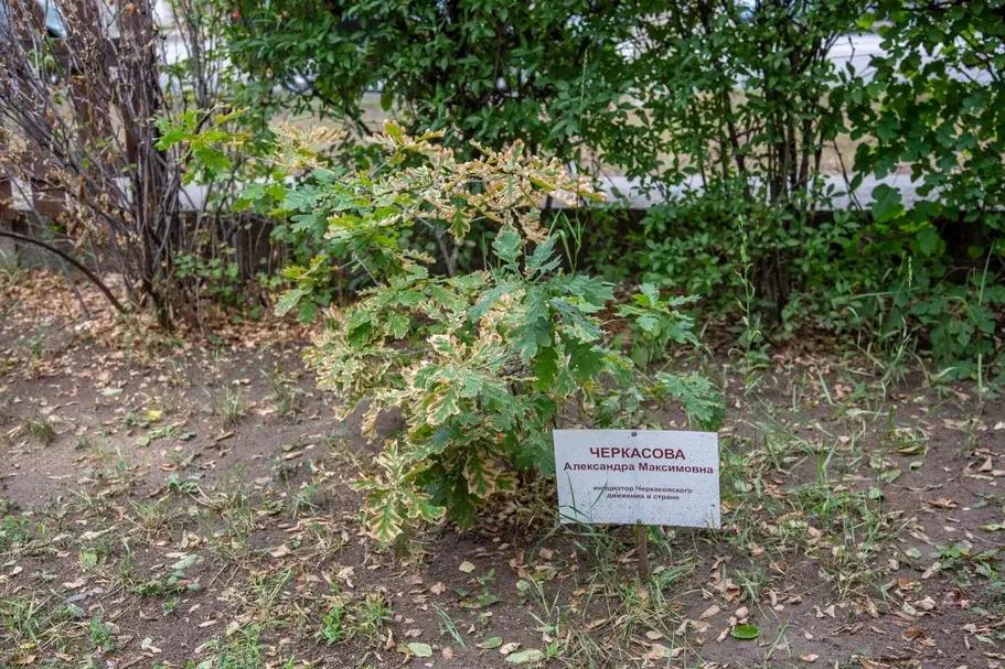 В Волгограде ради строительства религиозного центра в Горсаду уничтожат Аллею памяти — одно из дере…