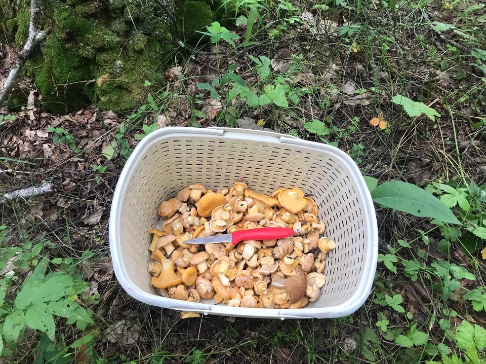 В районе Ачита грибов пока не много | Источник: «Дары лесов Урала» / Vk.com