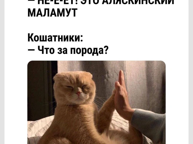 И еще немного про породы кошек и собак | Источник: Городские медиа