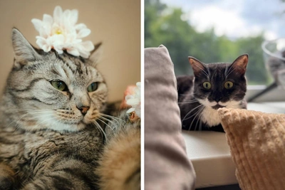 Ласковые и характерные кошки ищут дом в Новосибирске