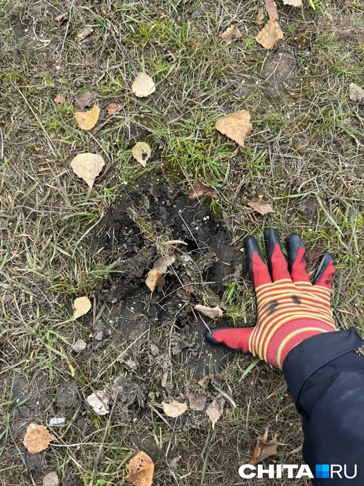 Фото следа в районе Карповского озера | Источник: очевидец