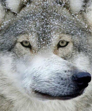 Тест: отличите настоящую «пацанскую» цитату от цитаты из мема про волков