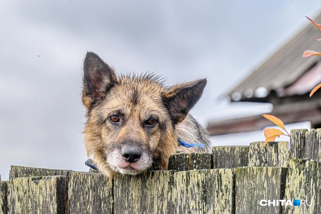 Собак необходимо будет маркировать или чипировать с 1 октября | Источник: Олег Фёдоров / CHITA.RU