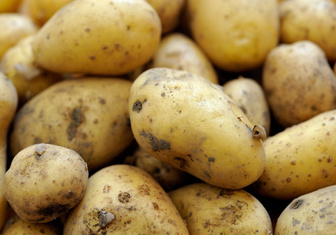 Что такое репродукция картофеля?