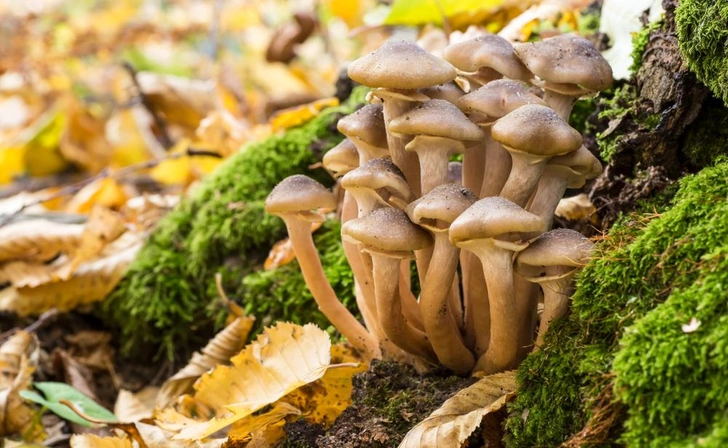 Источник: Bukhta Yurii/Shutterstock/Fotodom.ru