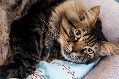 Читинскую пенсионерку обязали расстаться с пятью кошками