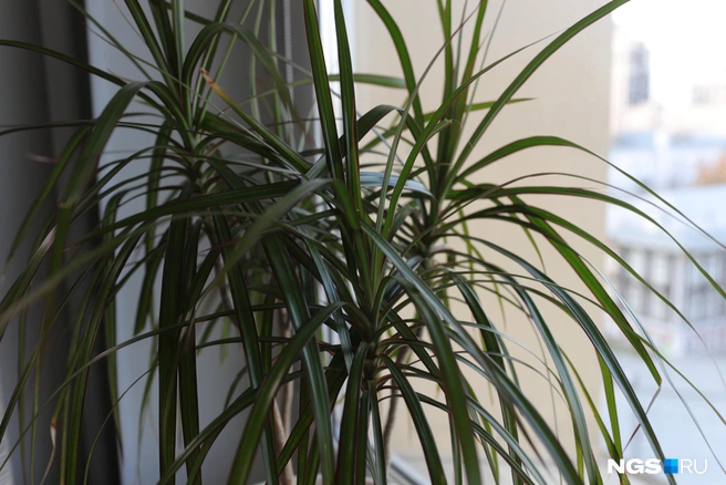 Драцена хорошо растет в светлом месте, но не под прямыми солнечными лучами | Источник: Андрей Бортко / NGS.RU