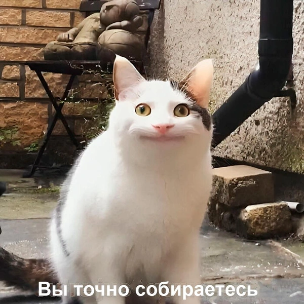 Коты как вечные герои смешных мемов | Источник: соцсети