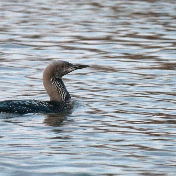 Источник: Павел Глазков / «Каждой твари по паре»