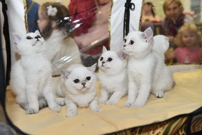 Благотворительная выставка животных пройдёт в Рязани