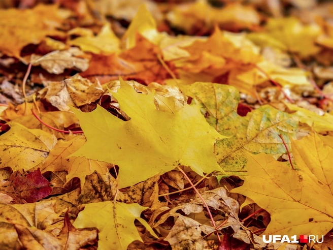 Лучшее время для посещения дендрария, если вы не хотите стоять в очередях — утро | Источник: Булат Салихов / UFA1.RU