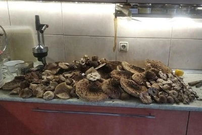 Volgograd Foragers Reveal Giant Parasol Mushroom Spots