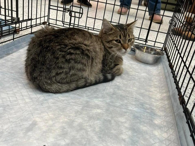 Мероприятие длилось с 12:00 до 18:00 | Источник: Рихарда Лем / NGS.RU