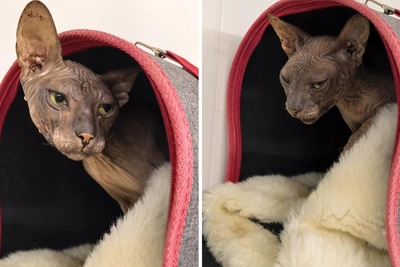 Кошку-сфинкса Таю ищут дом в Перми после двух отказов