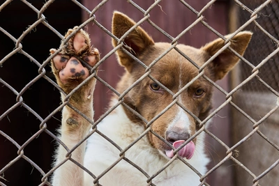 Prosecutors find Plavsk administration guilty in stray dog attacks