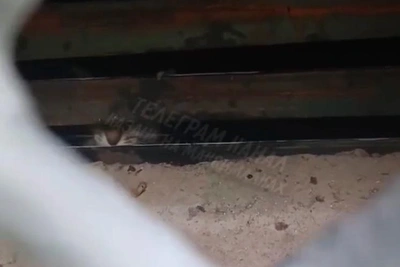 В подвале казанской девятиэтажки заперли кошку с котятами