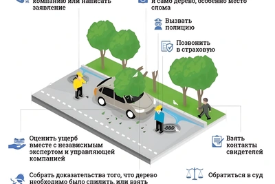В Екатеринбурге дерево рухнуло на Nissan