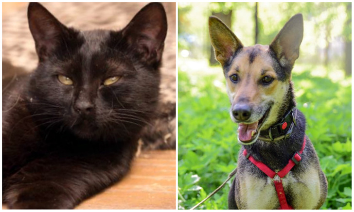 Котопёс недели: кот Байкал и собака Гайка ищут дом