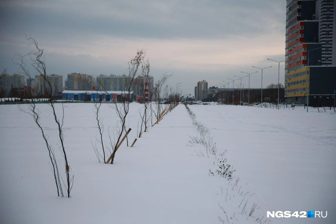 Вдоль будущей городской артерии высадили молодые деревья | Источник: Максим Серков / NGS42.RU