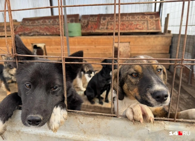 В Нерюнгринском районе за 2025 год отловили 1171 собаку | Источник: Ольга Донская / 14.RU 