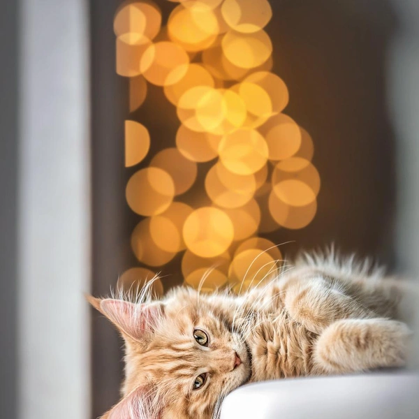 Источник: International Pet Photography Awards