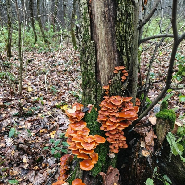 Алешкинский лес | Источник: Олег Пестрецов / Грибы в Подмосковье 2025 / VK.com