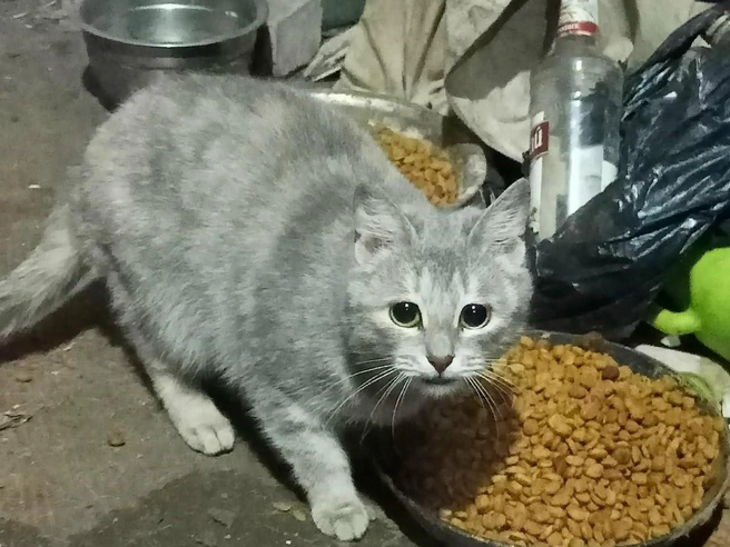 Кошки остались одни в пустом доме | nsk54.online