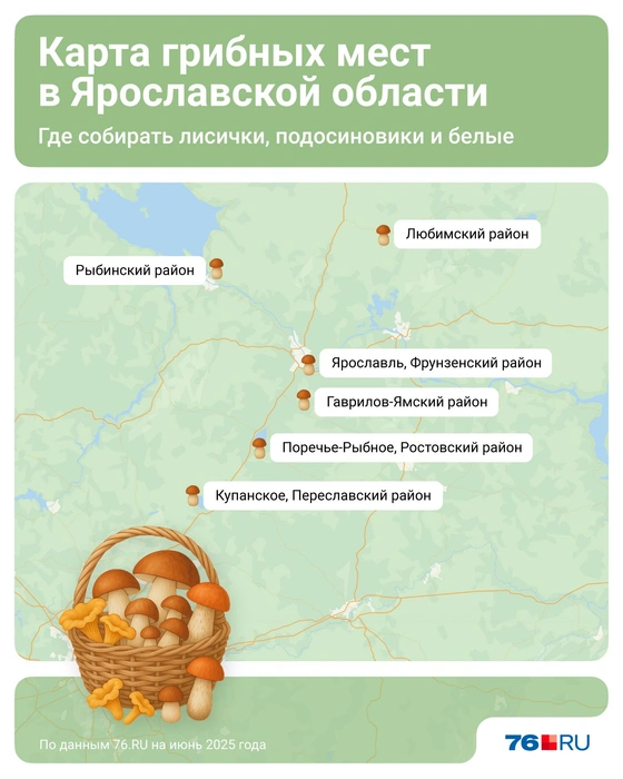 Ярославцы назвали грибные места | Источник: Евгения Бикунова / Городские медиа