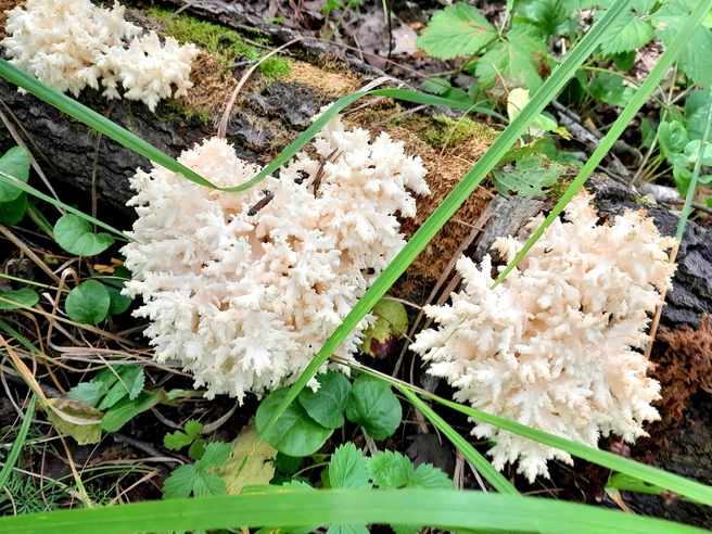 Грибы очень редкие. В некоторых регионах он запрещен к сбору  | Источник: Ирина Розенберг / Vk.comГрибники Тюмени и Тюменской области / Vk.com