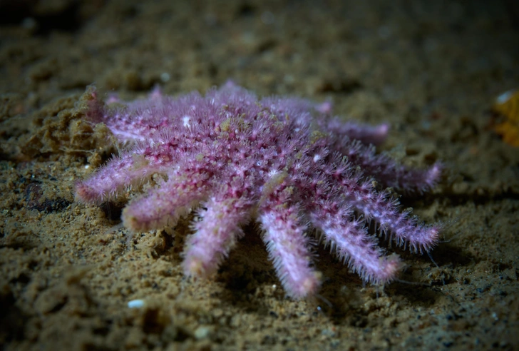 Мягкотелая морская звезда Crossaster papposus в Белом море | Источник: Shutterstock/Fotodom.ru
