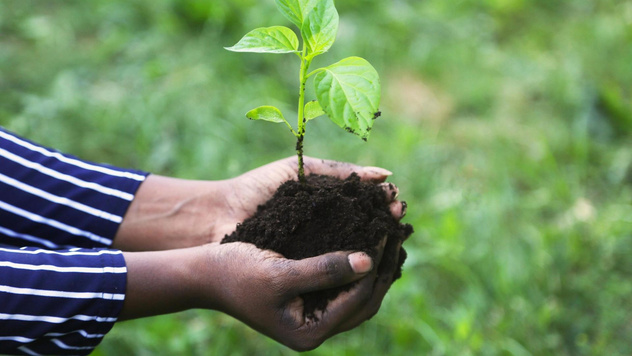 Вопросы читателей: когда высаживать растения в открытый грунт весной 2024