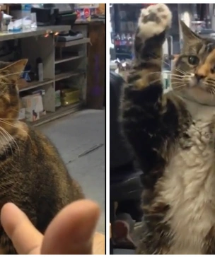 Видео с котом, который сдается, стало вирусным