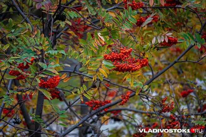 Осадков будет тоже меньше нормы | Источник: Елена Буйвол / VLADIVOSTOK1.RU