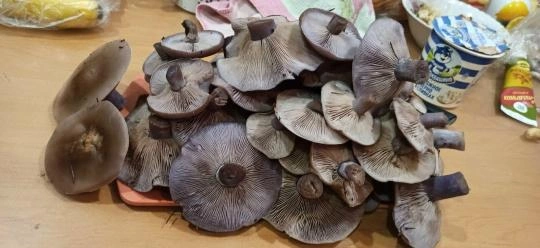 А вот какое количество рядовки можно собрать в Ступинском районе | Источник: Натали Шатова / Грибы в Подмосковье 2025 / VK.com