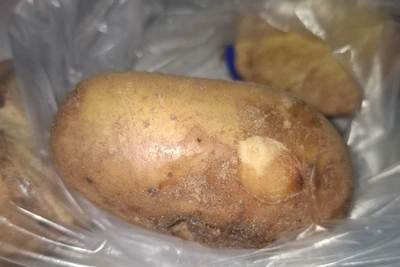 Картофель с вирусом задержан на границе Забайкалья