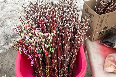 В Югре продают красную вербу для праздника