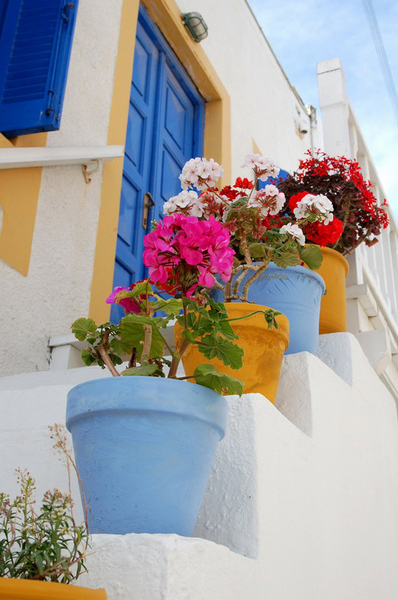 Во многих странах вазонами с садовой геранью украшают дворики и балконы.