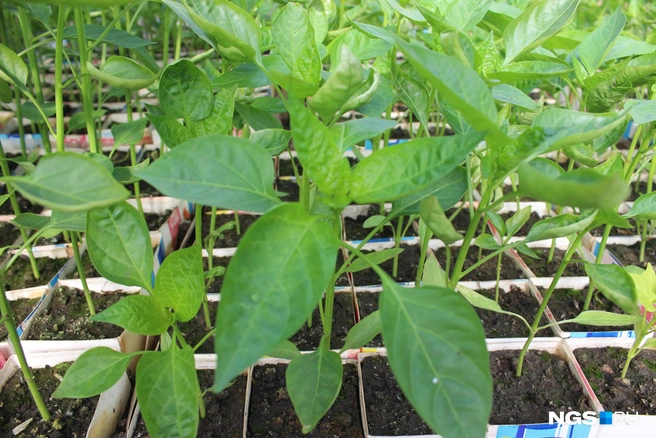 Важно сделать всё вовремя | Источник: Александра Бруня / NGS.RU