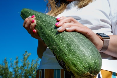 Советы агронома: когда сажать кабачки на рассаду