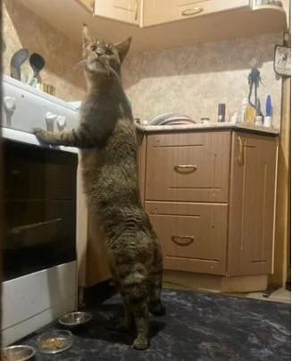 Как вам такой домашний питомец?  | Источник: «Авито»