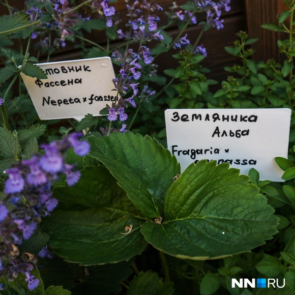 Источник: Наталья Бурухина / NN.RU