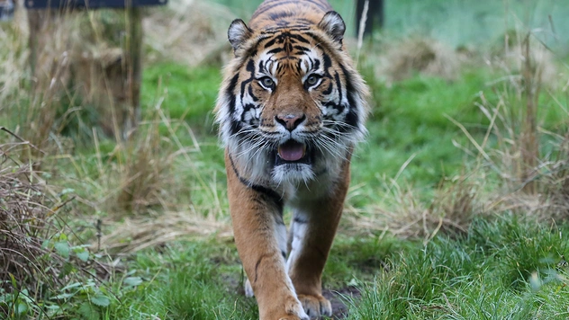 В Индии настойчивый тигр прошел рекордные 800 миль в поисках самки