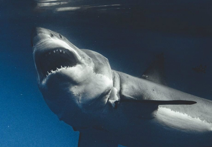 Галерея: у фотографа хобби снимать акул с такого близкого расстояния, что можно заглянуть им в душу