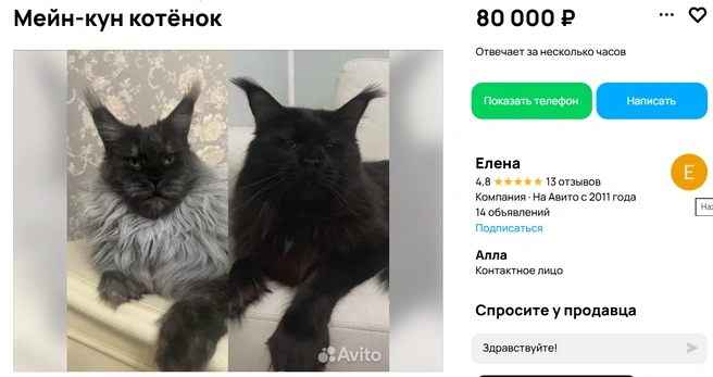 Родители кошечки мейн-куна. Девочка будет похожей на маму (слева) | Источник: Avito.ru