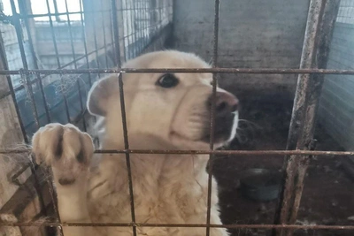 Скандальный приют для собак закрыт на Урале