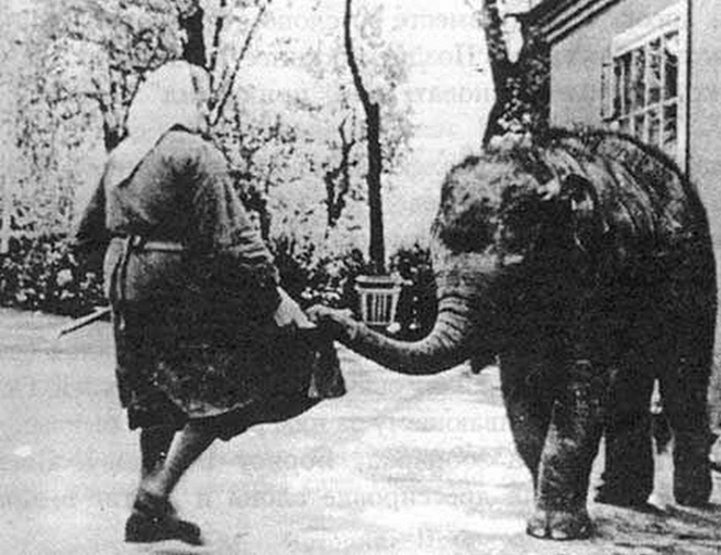 Слонёнок Лекси, конец 50-х годов | Источник: spbzoo.ru